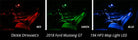 Diode Dynamics 18-19 Mustang Stage 1 Mustang Interior LED Light Kit - Blue